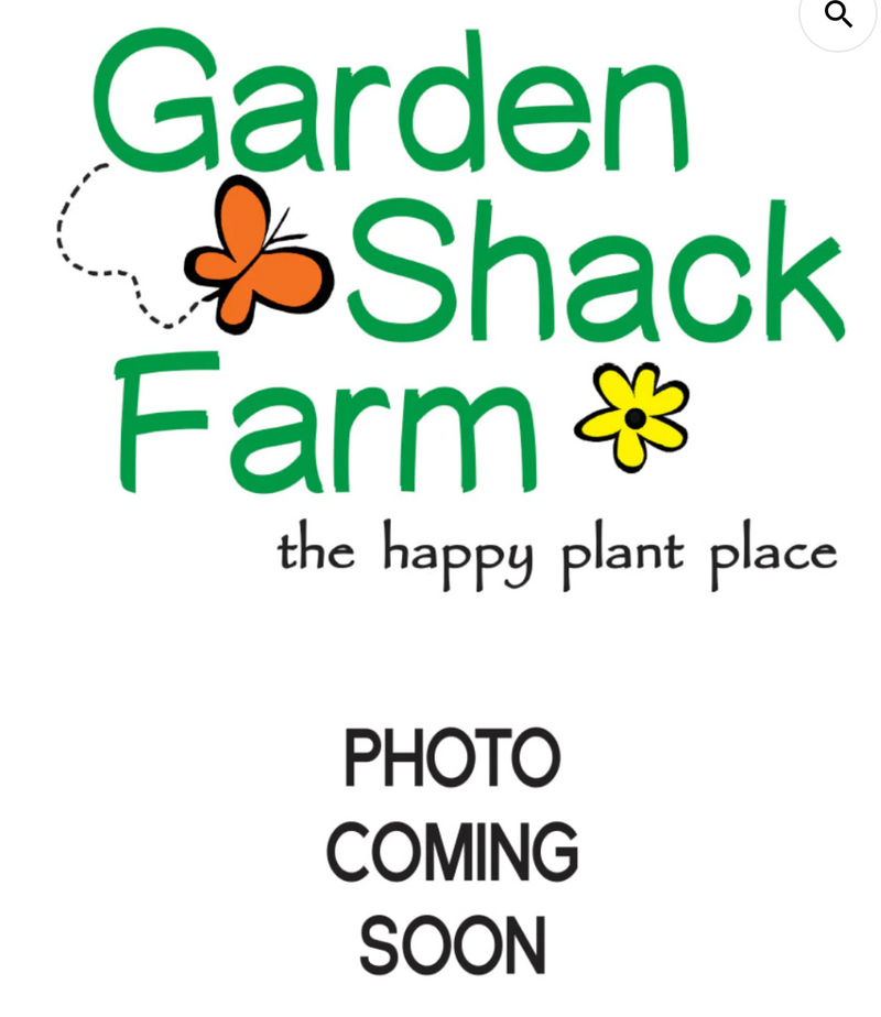 VINCA, CORA CASCADE PUNCH – Garden Shack Farm