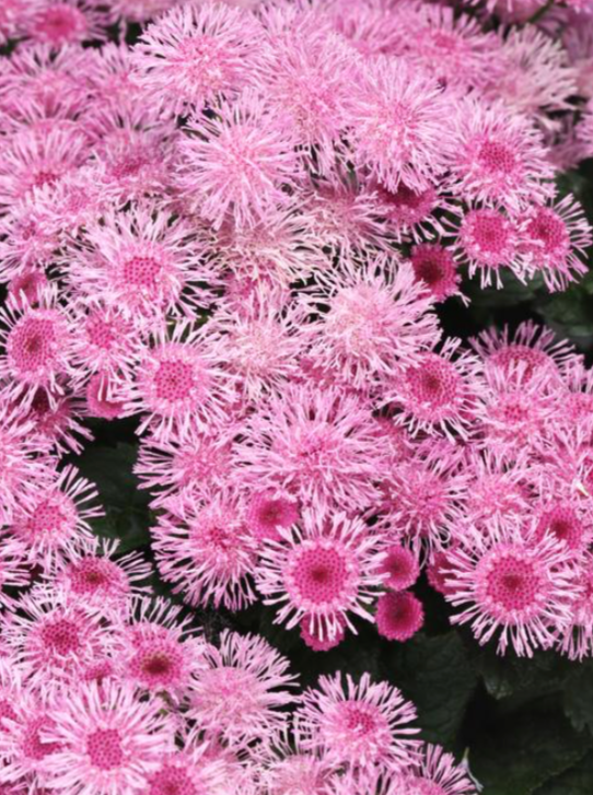 AGERATUM, BUMBLE ROSE (FLOSS FLOWER)