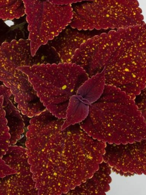 COLEUS, TALAVERA MOON DUST