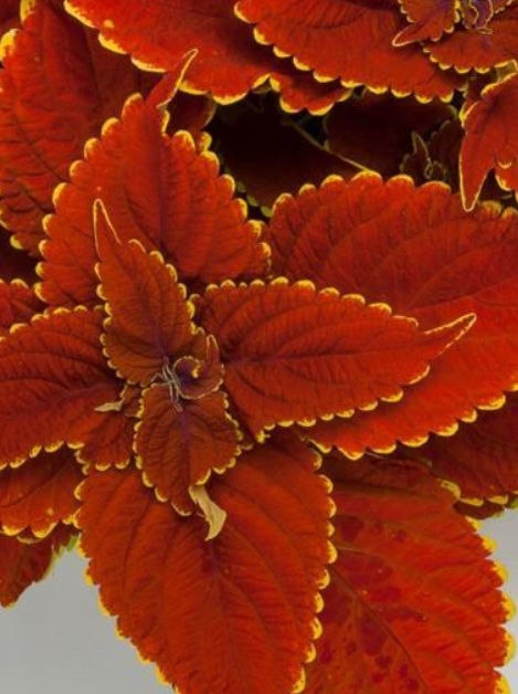 COLEUS, TALAVERA SIENNA