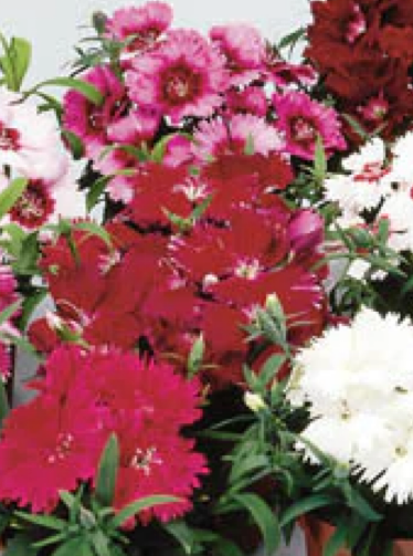 DIANTHUS, DIANA MIX