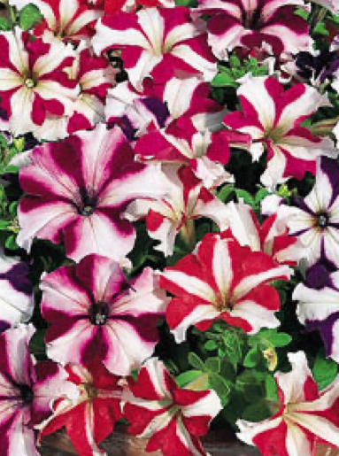 PETUNIA, TRITUNIA STAR MIX