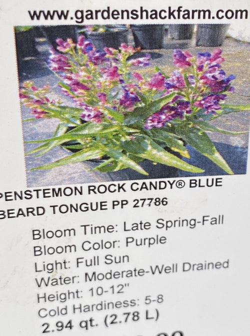 PENSTEMON, ROCK CANDY BLUE