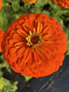 ZINNIA, BENARY'S GIANT ORANGE