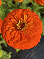 ZINNIA, BENARY'S GIANT ORANGE