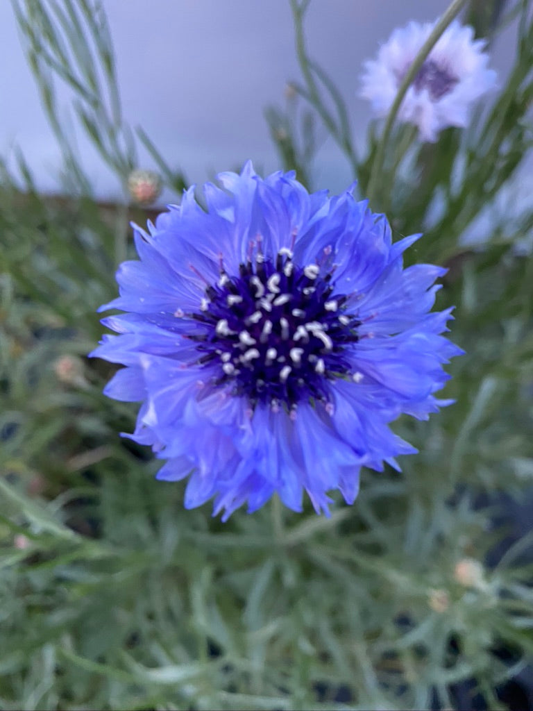 CENTAUREA, CLASSIC FANTASTIC MIX (BACHELOR BUTTON)