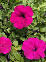 PETUNIA, WAVE PURPLE