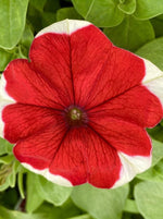 PETUNIA, DREAMS PICOTEE RED