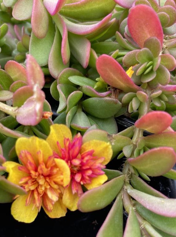 PORTULACA, DOUBLE GUAVA