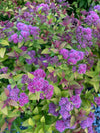 SPIRAEA, MAGIC CARPET