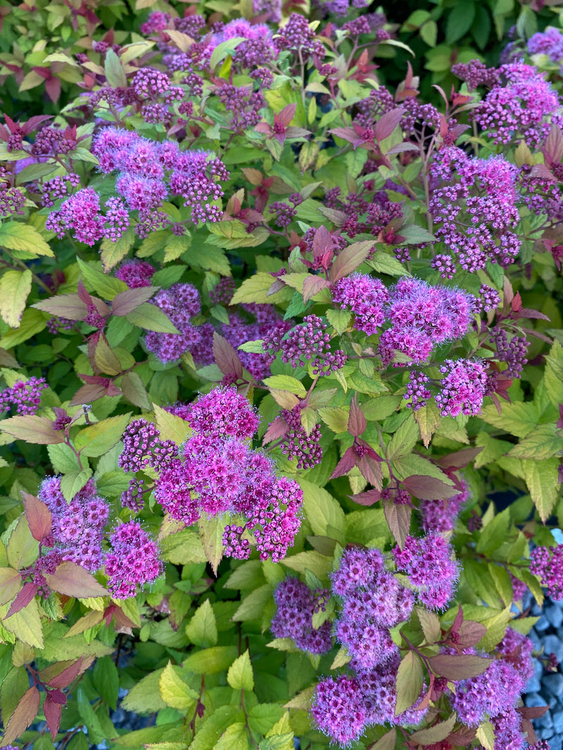 SPIRAEA, MAGIC CARPET