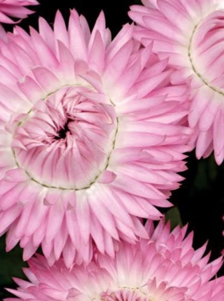 STRAWFLOWER, COTTAGE PINK