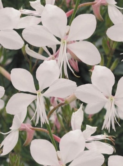 GAURA, WHIRLING BUTTERFLIES (WAND FLOWER)