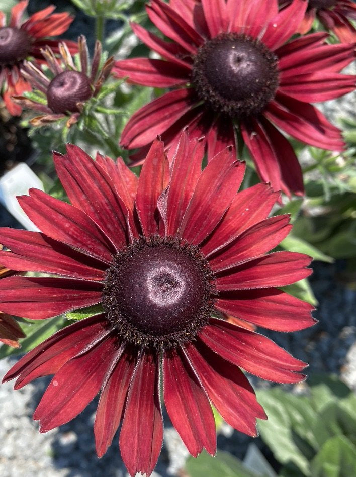 RUDBECKIA, CHERRY BRANDY (BLACK-EYED SUSAN)