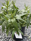 PENSTEMON, ROCK CANDY BLUE