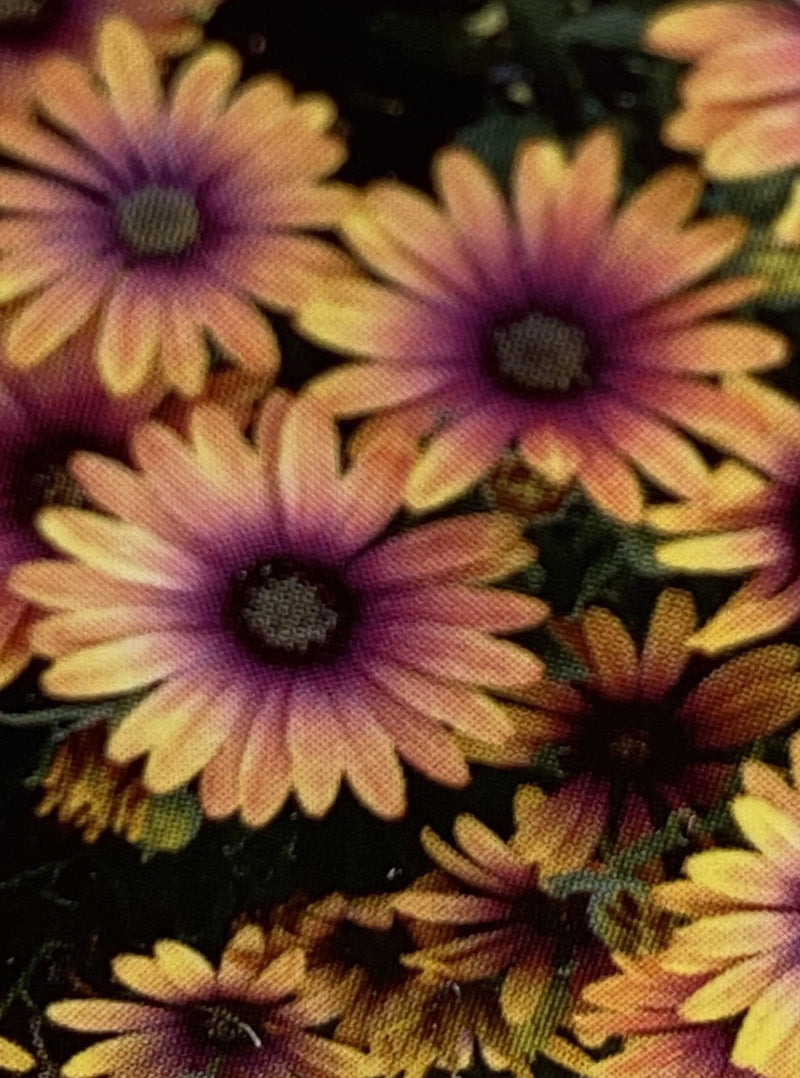 OSTEOSPERMUM, ZION PURPLE SUN