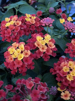 LANTANA, DALLAS RED