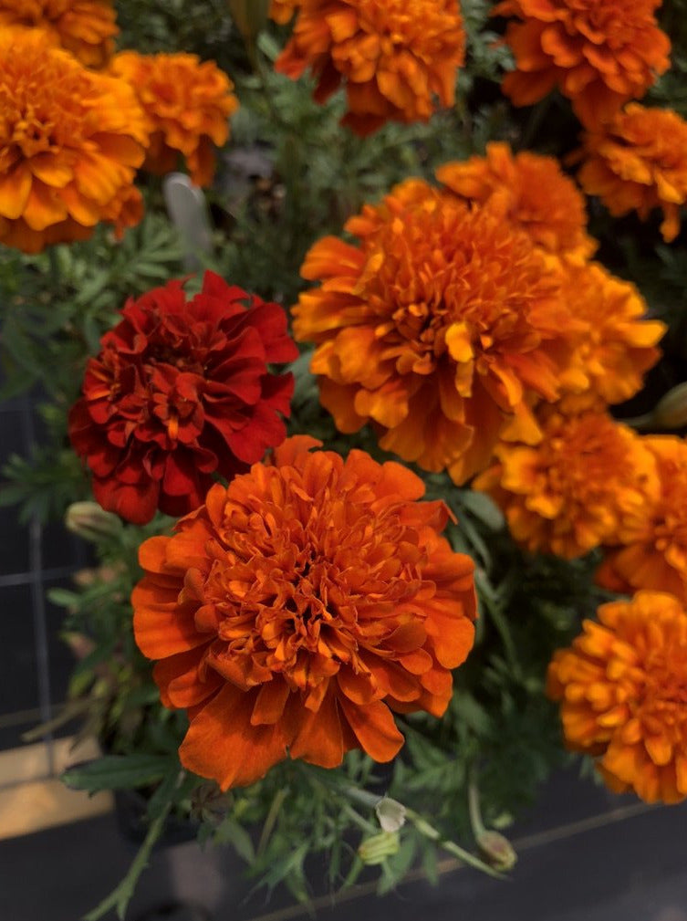 MARIGOLD, NEW WORLD FIREBALL