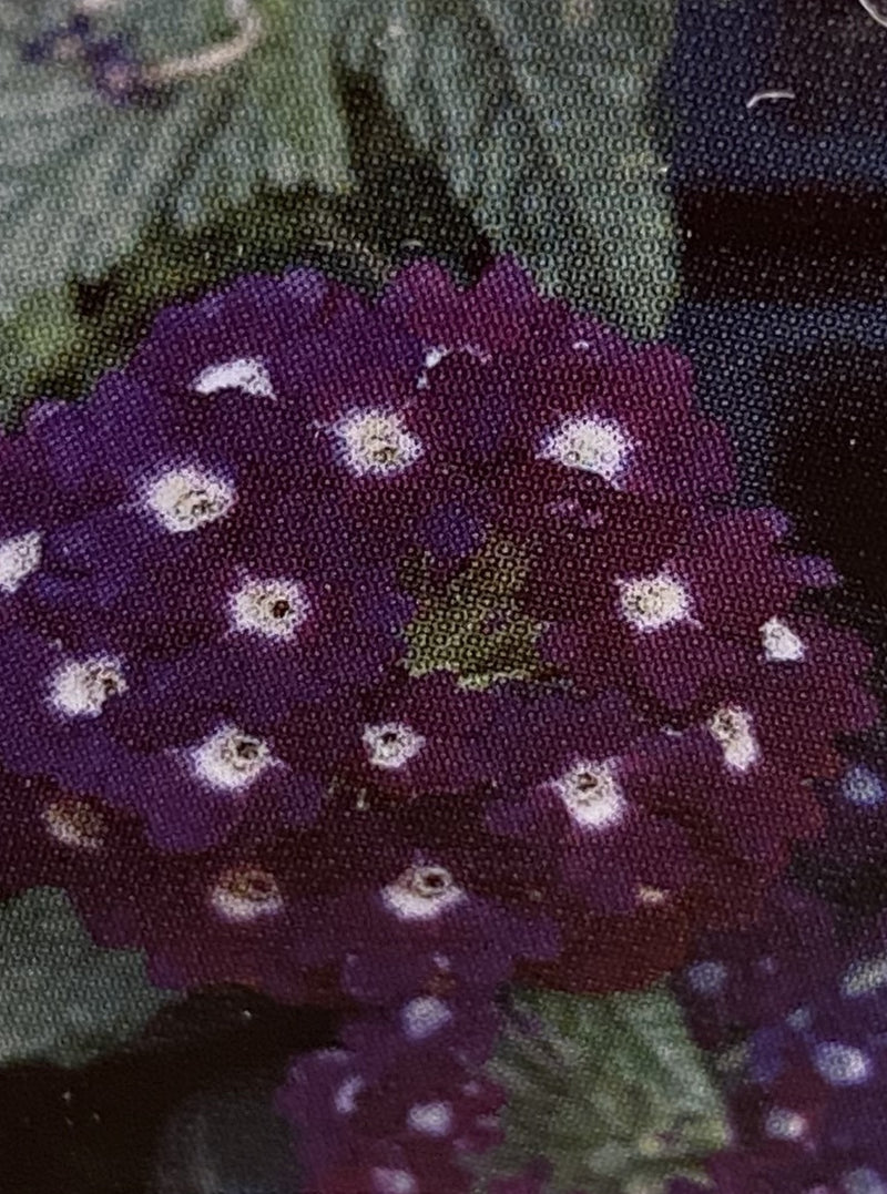 VERBENA, LASCAR DARK VIOLET