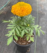 MARIGOLD, ANTIGUA GOLD