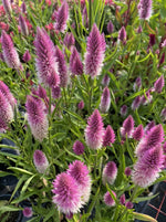 CELOSIA, FLAMINGO FEATHER