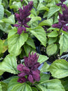 SALVIA, SIZZLER PURPLE