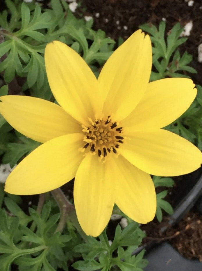 BIDENS, NAMID COMPACT YELLOW