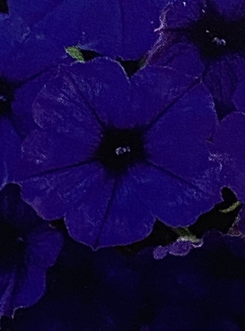 PETUNIA, STARLET BLUE