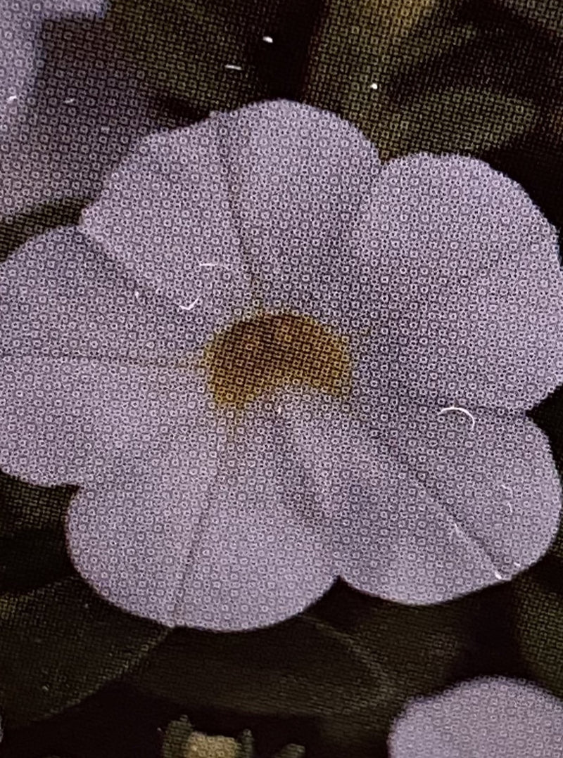 CALIBRACHOA, MF UNO WHITE