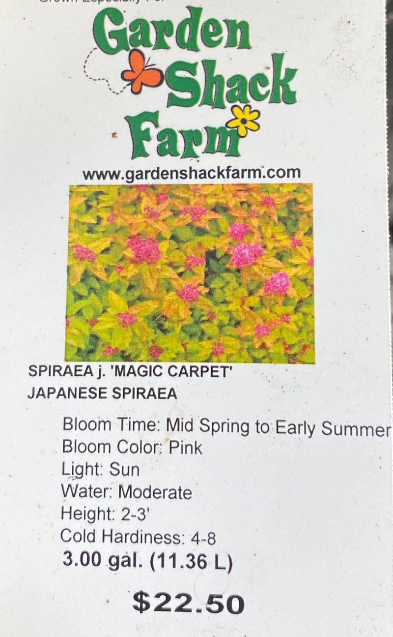 SPIRAEA, MAGIC CARPET