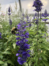 SALVIA, VICTORIA BLUE