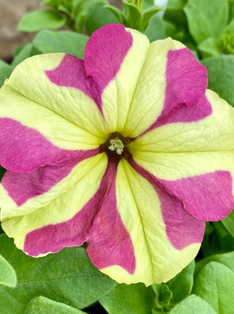 PETUNIA, AMORE QUEEN OF HEARTS