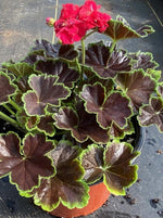 GERANIUM, BROCADE CHERRY NIGHT