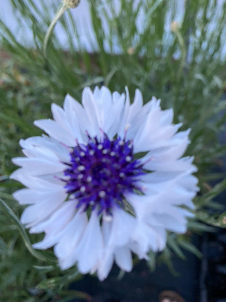 CENTAUREA, CLASSIC FANTASTIC MIX (BACHELOR BUTTON)