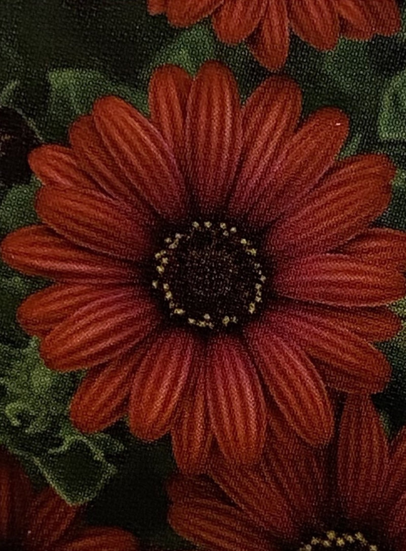 OSTEOSPERMUM, ZION RED