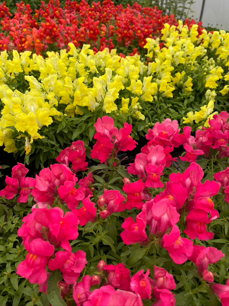 SNAPDRAGON, CANDY SHOWERS ROSE