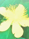 HYPERICUM CALYCINUM (ST. JOHN'S WORT)