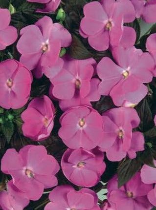 IMPATIENS, NEW GUINEA HARMONY DARK LAVENDER