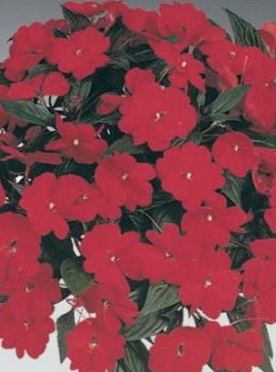 IMPATIENS, NEW GUINEA HARMONY DARK RED