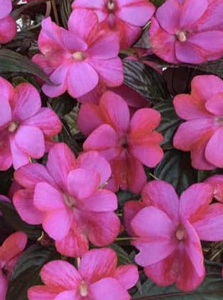 IMPATIENS, NEW GUINEA HARMONY FUCHSIA CREAM