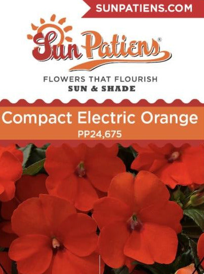 IMPATIENS, N G SUNPATIENS COMPACT ELECTRIC ORANGE