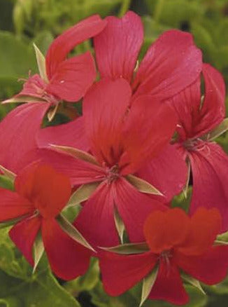 IVY GERANIUM, CASCADE MINICASCADE RED