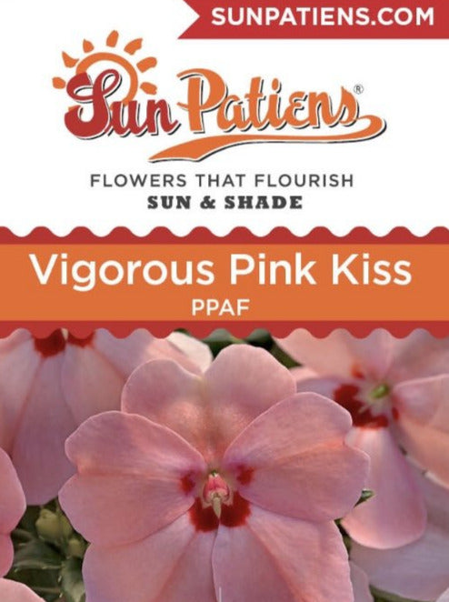 IMPATIENS, N G SUNPATIENS VIGOROUS PINK KISS