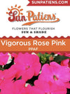 IMPATIENS, N G SUNPATIENS VIGOROUS ROSE PINK