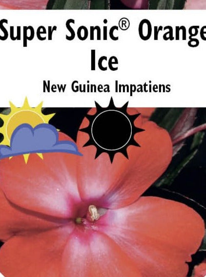 IMPATIENS, NEW GUINEA SUPER SONIC ORANGE ICE