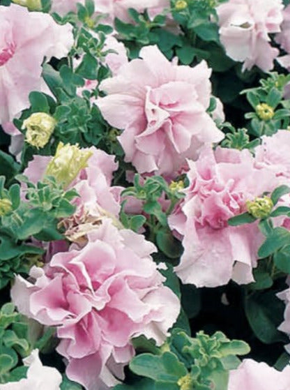 PETUNIA, DOUBLE CASCADE ORCHID MIST