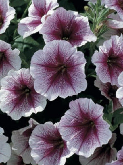 PETUNIA, OPERA SUPREME RASPBERRY