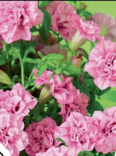 PETUNIA, SURFINIA SUMMER DOUBLE PINK