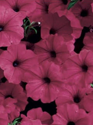 PETUNIA, TIDAL WAVE CHERRY