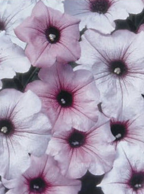 PETUNIA, TIDAL WAVE SILVER